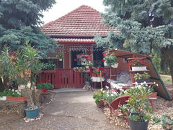 Polgár Tanya