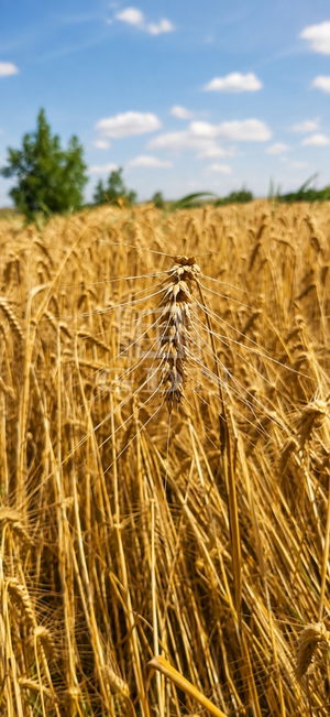 Vânzare zona agricola Siófok, 1559m2