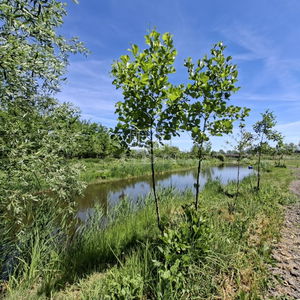 Eladó mezőgazdasági terület Nagyigmánd, 8440m2